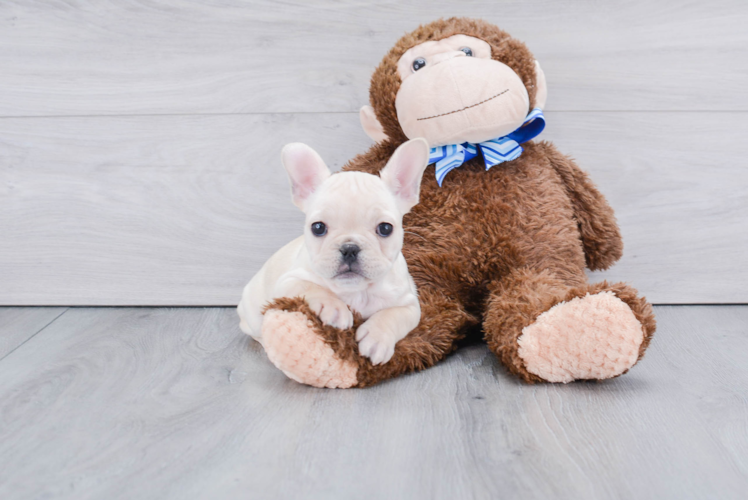 French Bulldog Pup Being Cute