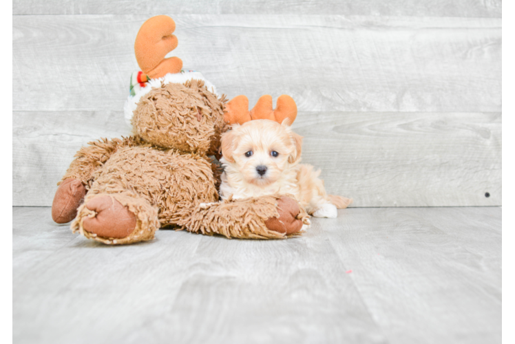 Smart Maltipoo Poodle Mix Pup