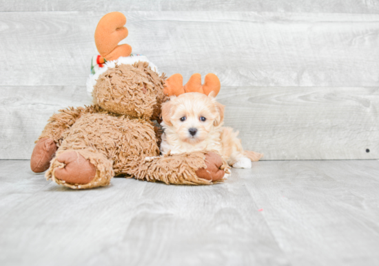 Smart Maltipoo Poodle Mix Pup