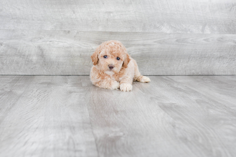 Maltipoo Puppy for Adoption