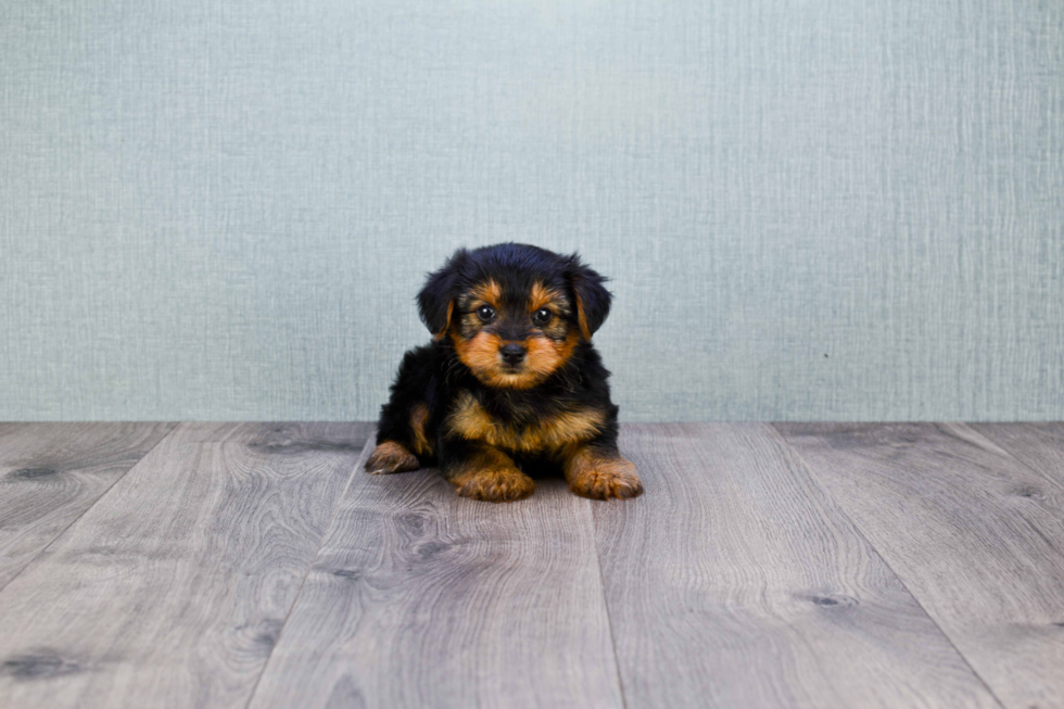 Meet Lisa - our Yorkshire Terrier Puppy Photo 