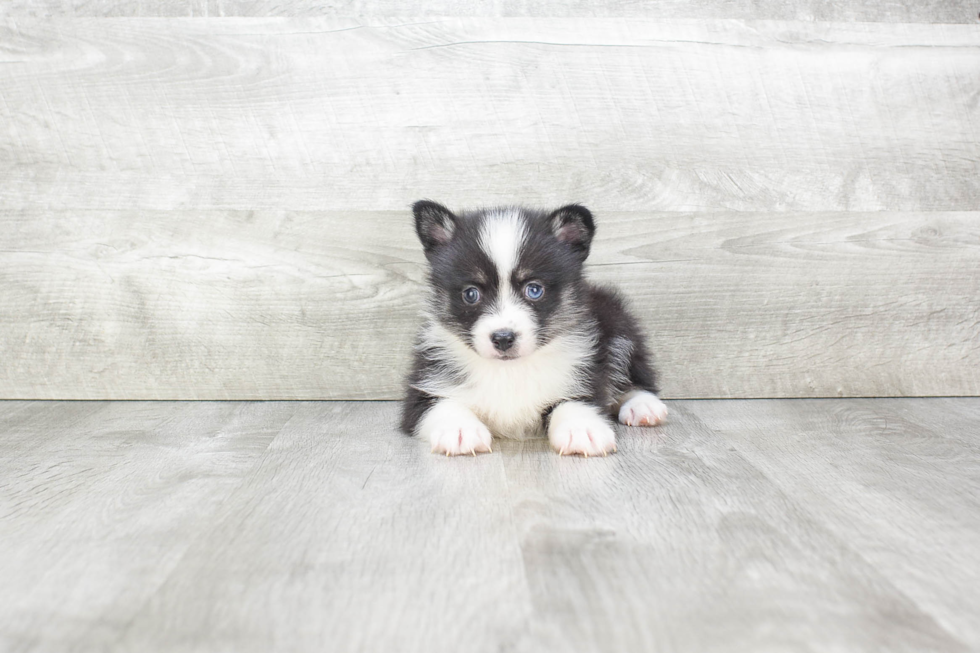 Adorable Mini Husky Designer Puppy