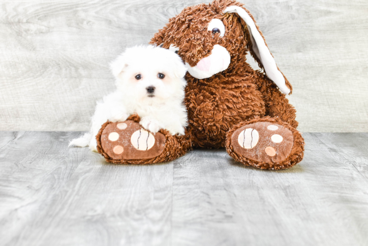 Maltese Pup Being Cute