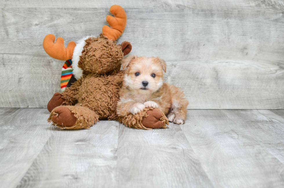 Happy Morkie Baby