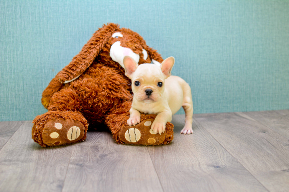 French Bulldog Puppy for Adoption