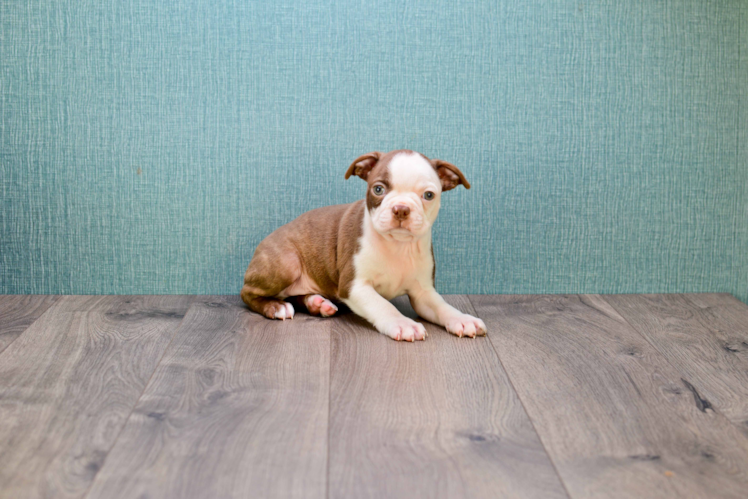 Sweet Boston Terrier Purebred Puppy