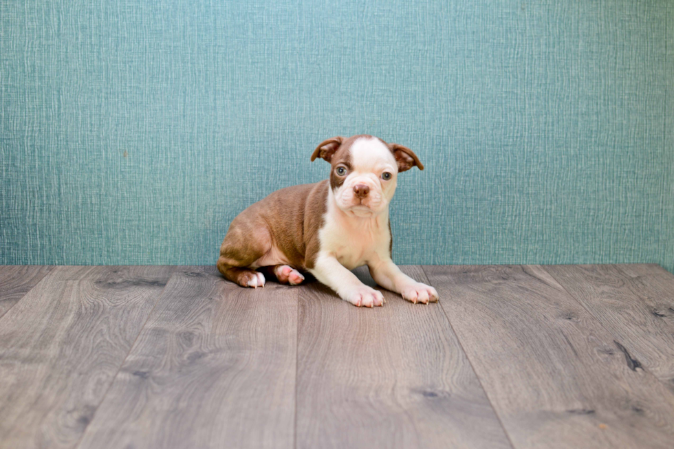 Sweet Boston Terrier Purebred Puppy