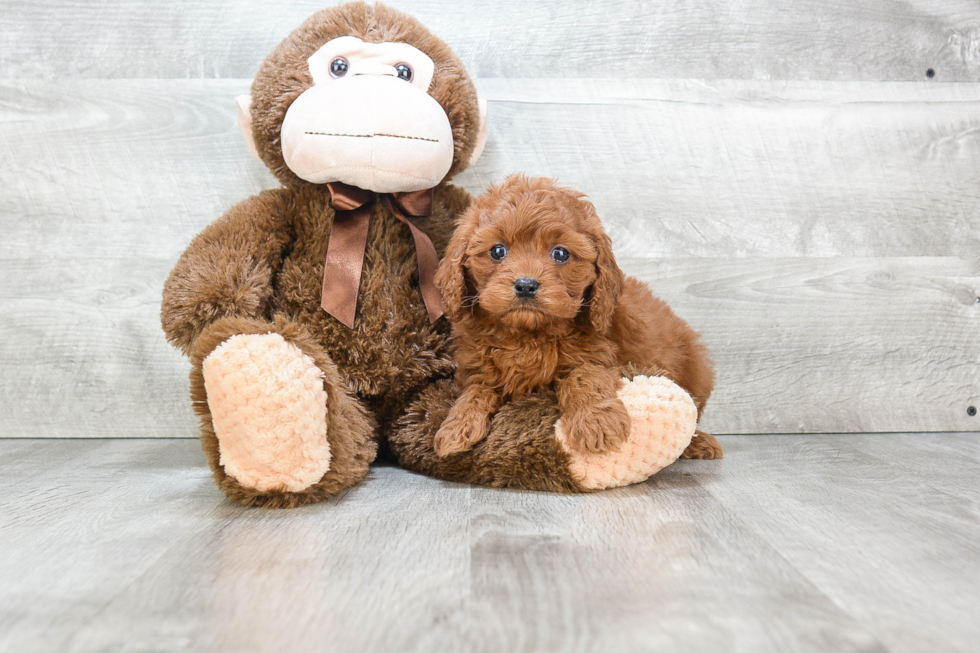 Energetic Cavoodle Poodle Mix Puppy