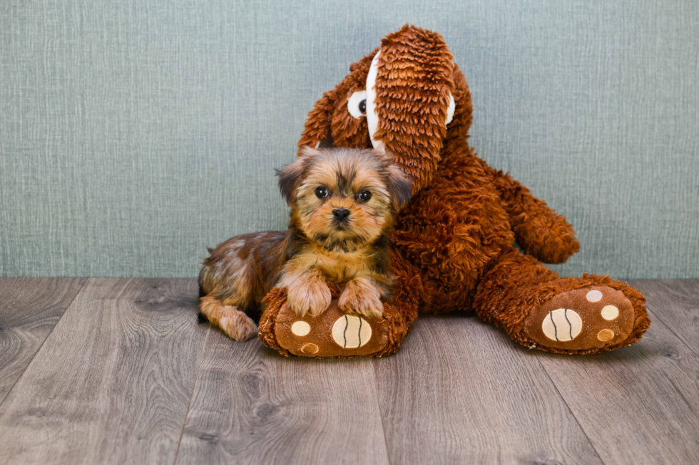 Smart Shorkie Designer Pup