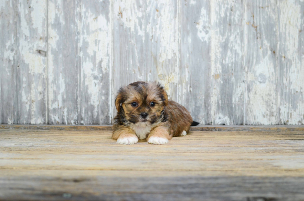 Shorkie Puppy for Adoption