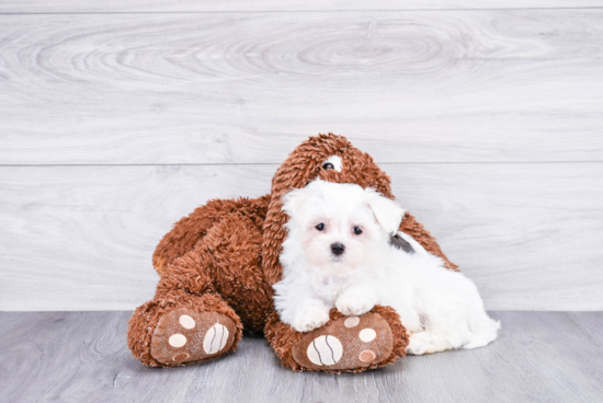 Fluffy Maltese Purebred Puppy