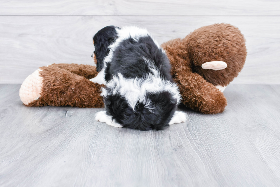 Smart Cavalier King Charles Spaniel Purebred Puppy