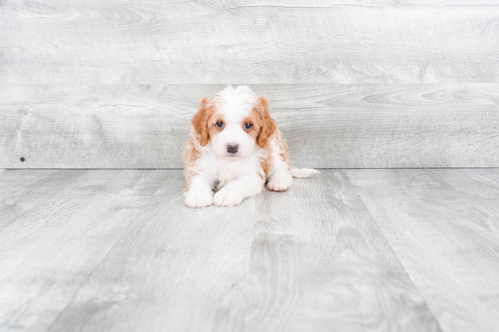 Petite Mini Bernedoodle Poodle Mix Pup