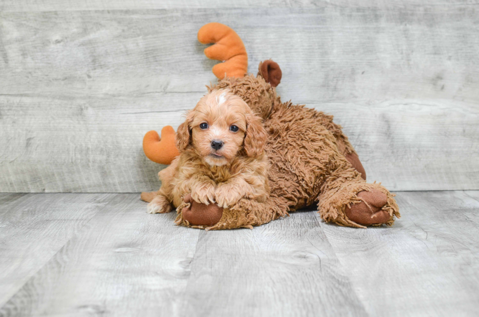 Cavapoo Puppy for Adoption