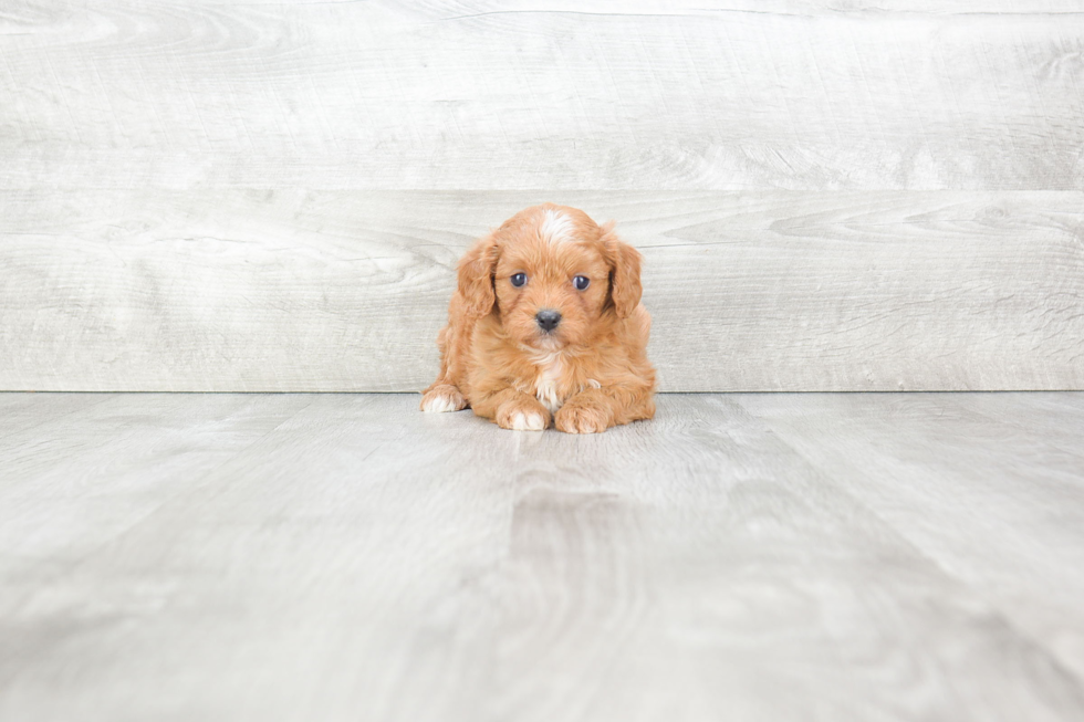 Best Cavapoo Baby