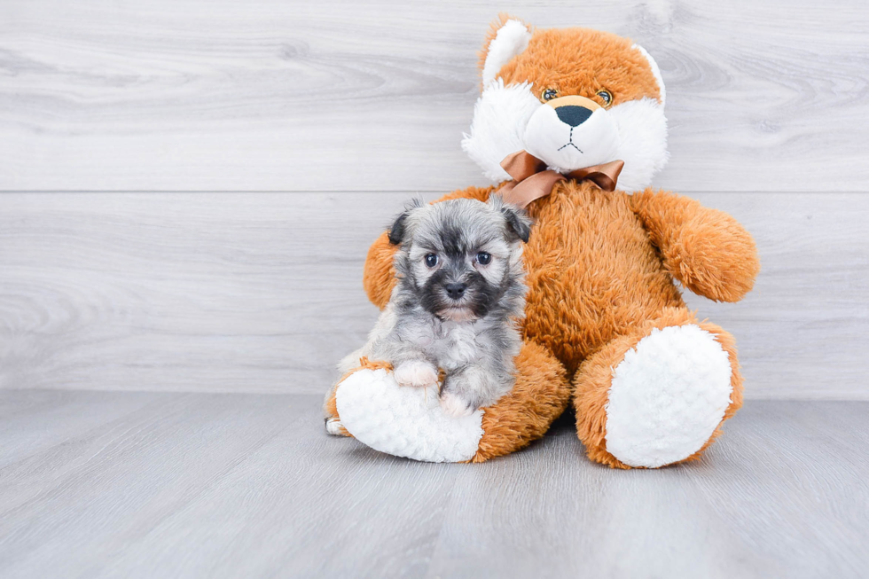 Havanese Pup Being Cute