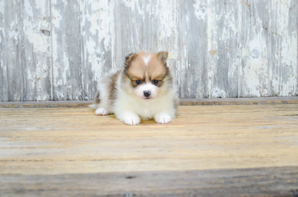 Pomeranian Pup Being Cute