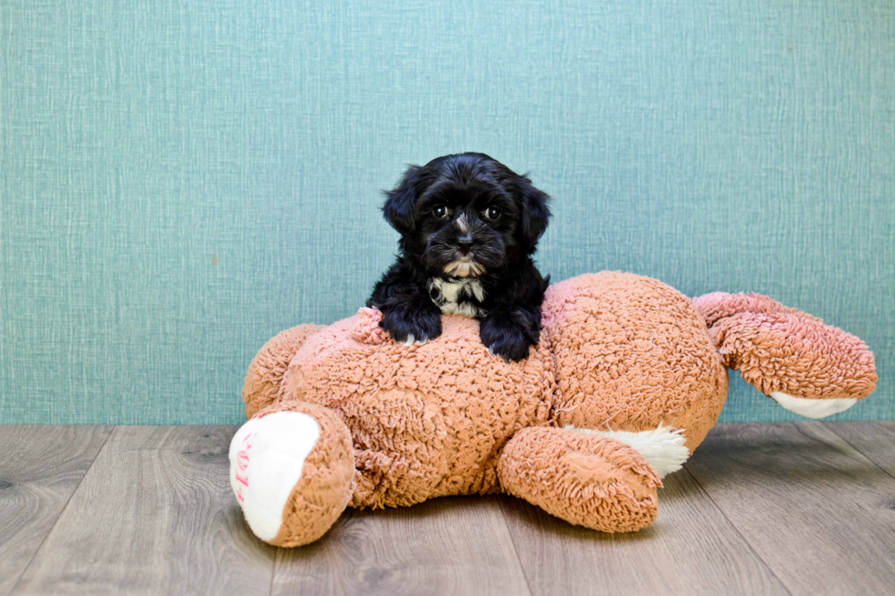 Morkie Puppy for Adoption