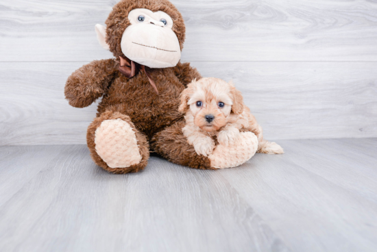 Funny Cavapoo Poodle Mix Pup