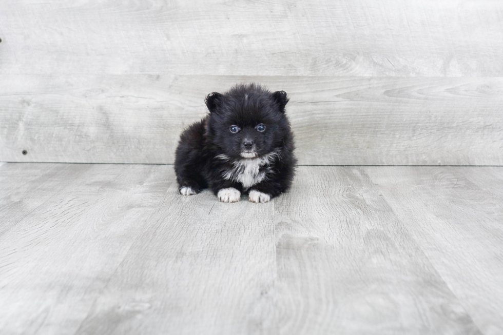 Happy Pomeranian Purebred Puppy