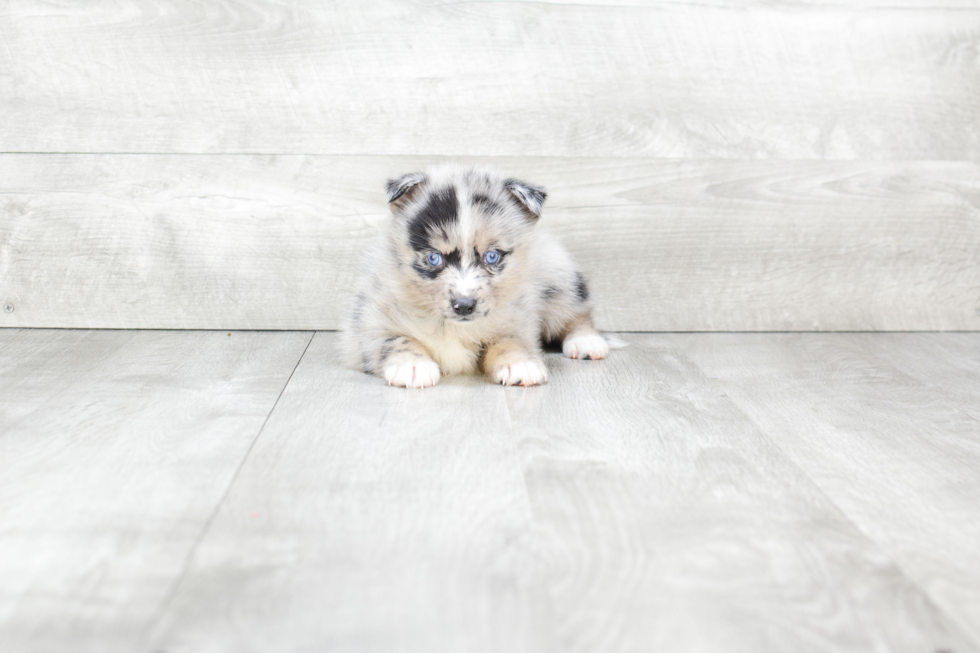 Pomsky Puppy for Adoption