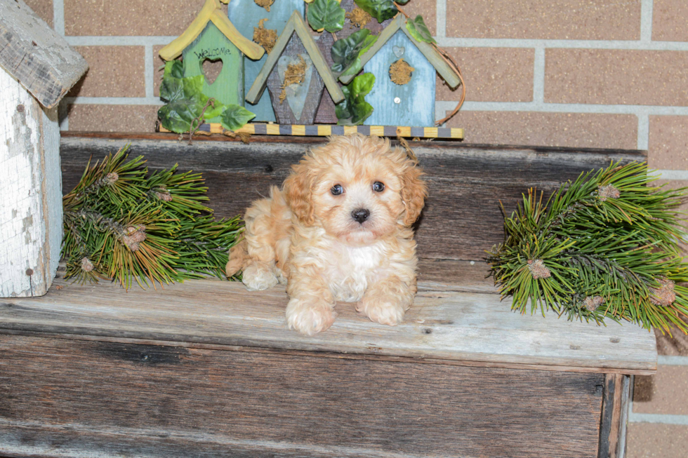 Little Cavalier Designer Puppy