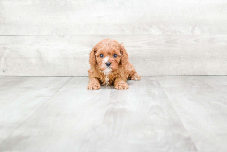 Playful Cavoodle Poodle Mix Puppy