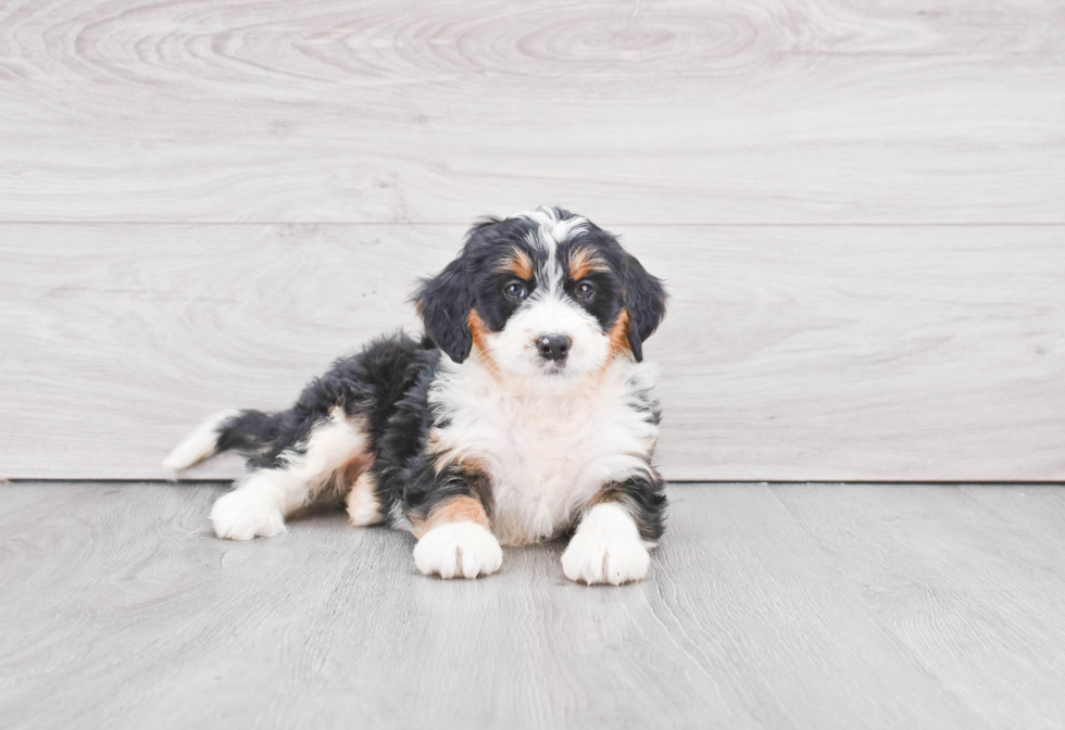 Small Mini Bernedoodle Baby