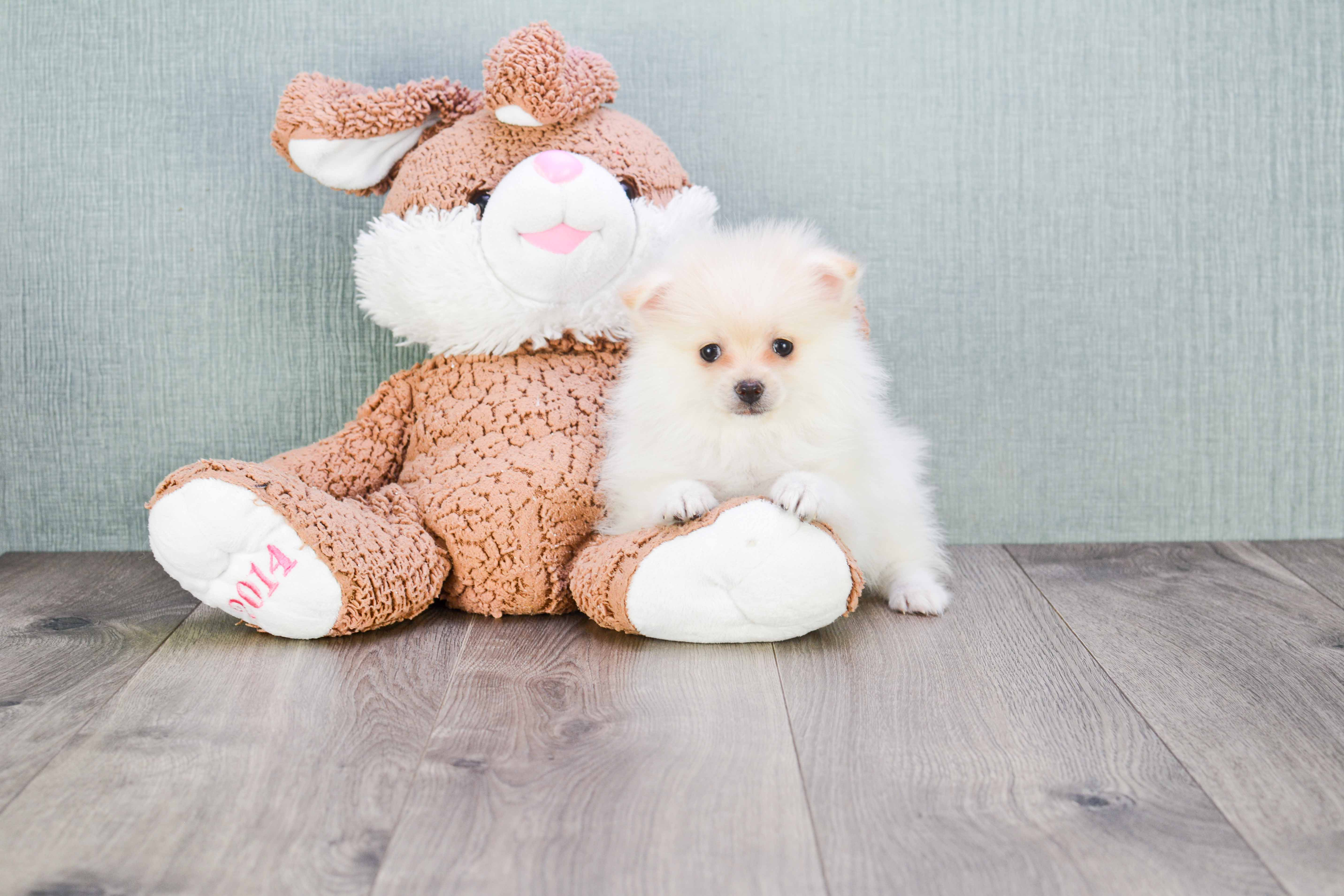 Energetic Pomeranian Purebred Puppy
