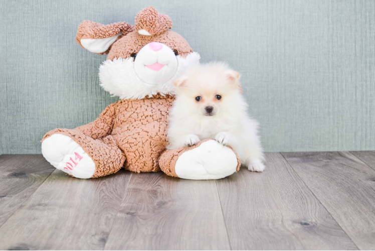 Energetic Pomeranian Purebred Puppy