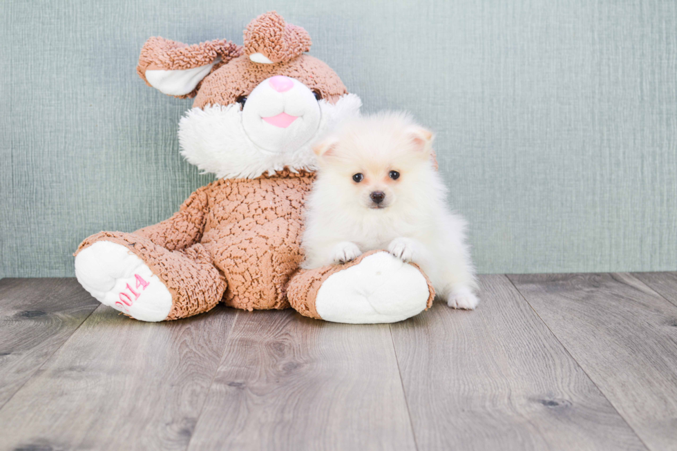 Energetic Pomeranian Purebred Puppy