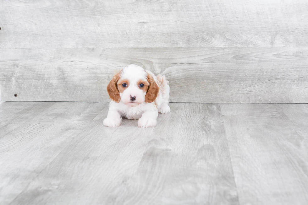 Best Cavapoo Baby