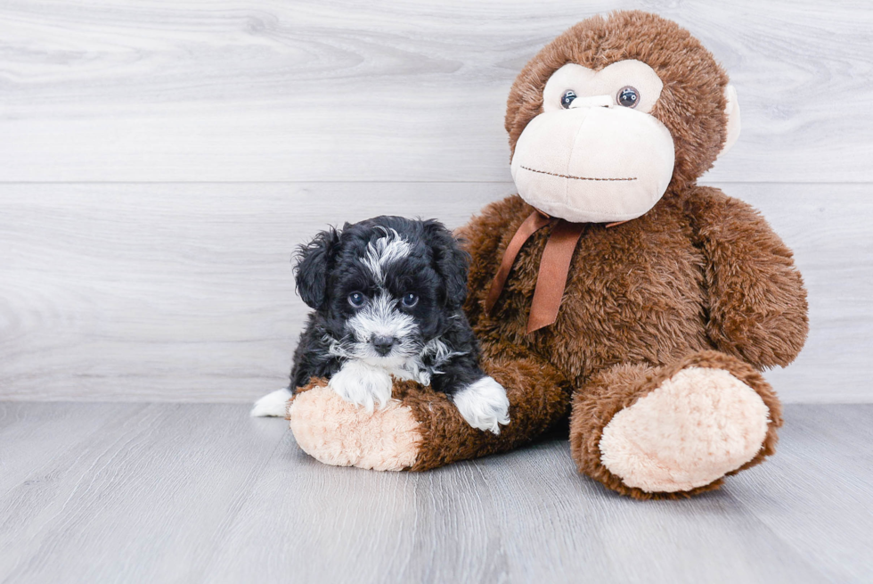 Mini Aussiedoodle Pup Being Cute