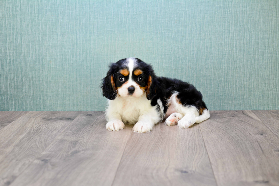 Cavalier King Charles Spaniel Puppy for Adoption