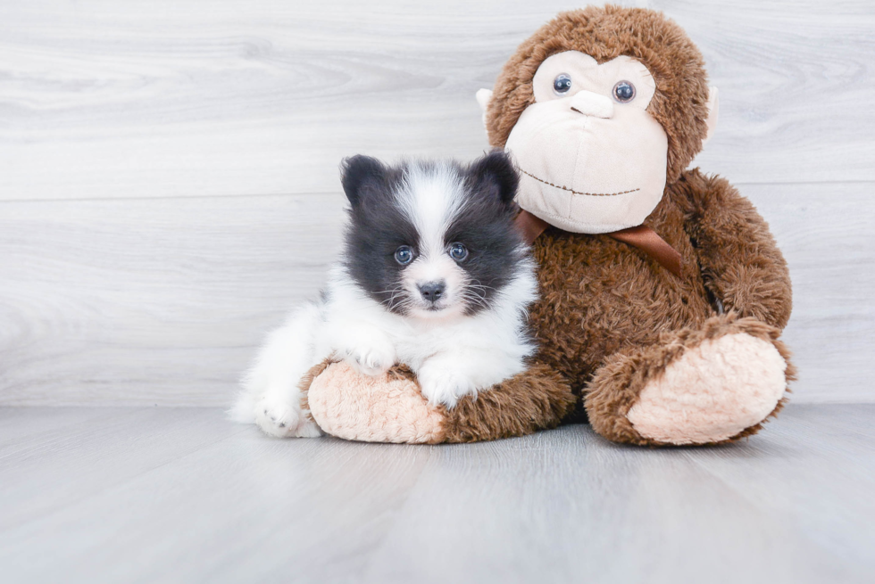 Adorable Pomeranian Purebred Puppy