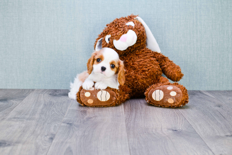 Best Cavalier King Charles Spaniel Baby