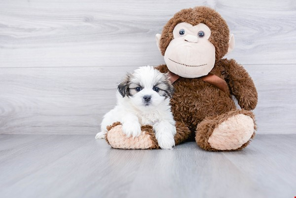 Popular Teddy Bear Designer Pup