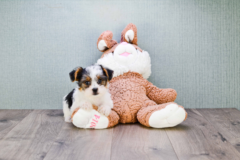 Meet Diddy - our Yorkshire Terrier Puppy Photo 