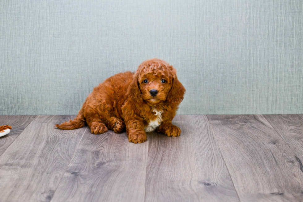 Best Mini Goldendoodle Baby