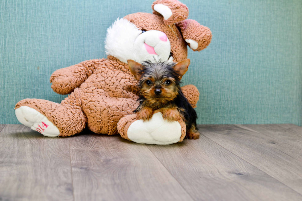 Meet Joey - our Yorkshire Terrier Puppy Photo 