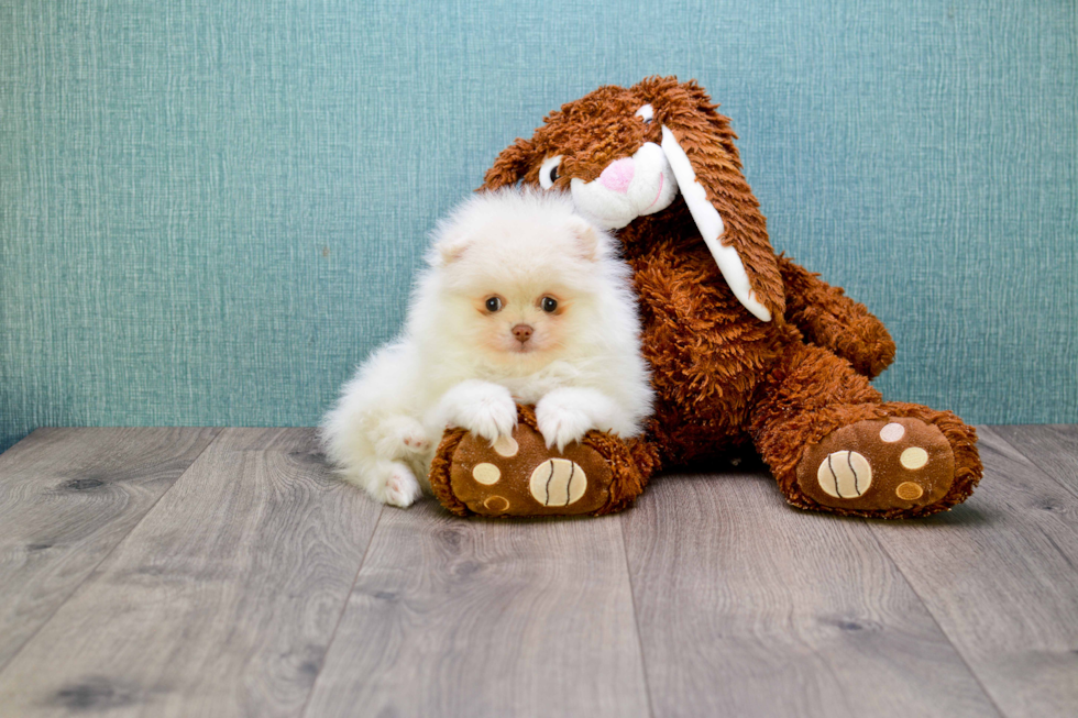 Pomeranian Pup Being Cute