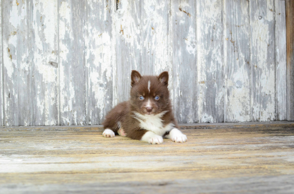 Best Pomsky Baby