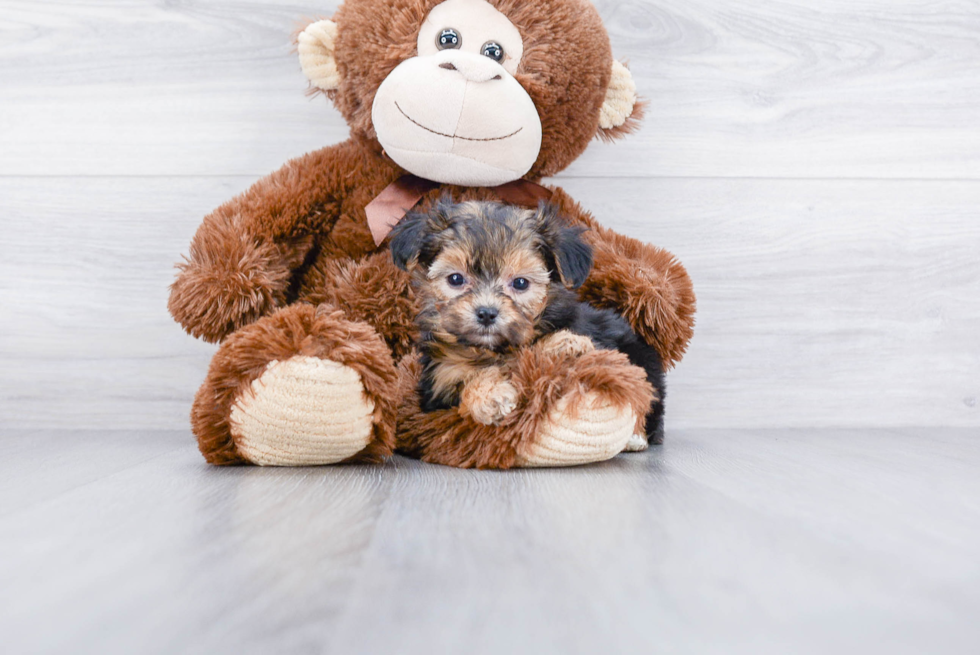 Little Yorkie Designer Puppy