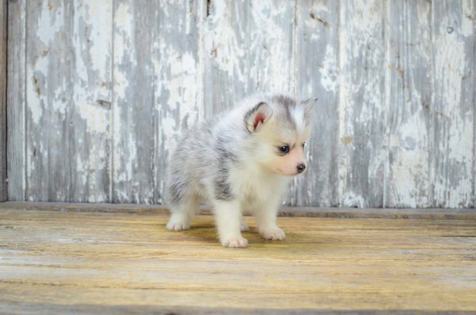 Playful Mini Husky Designer Puppy