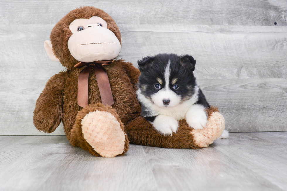 Playful Mini Husky Designer Puppy