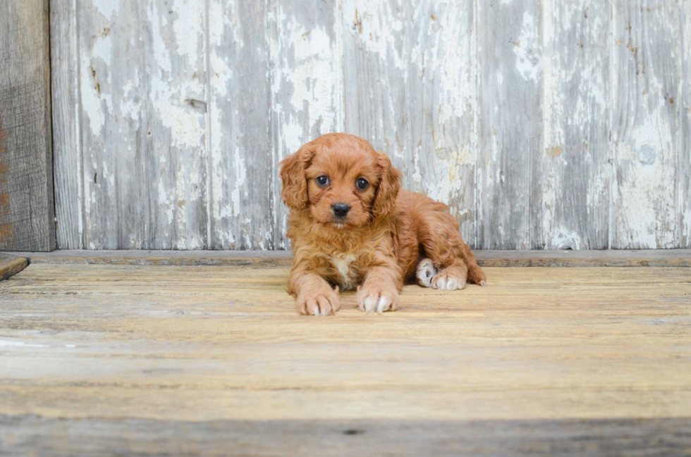 Adorable Cavoodle Poodle Mix Puppy