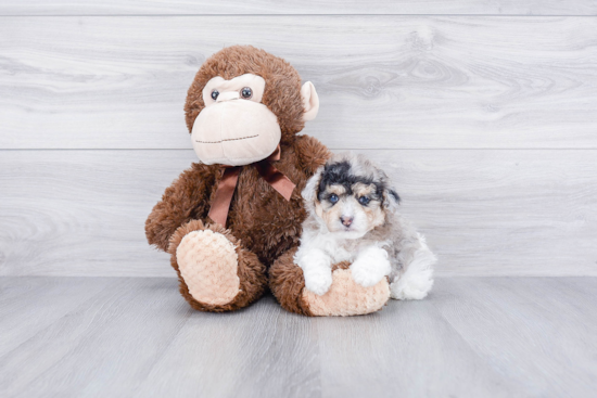 Mini Aussiedoodle Pup Being Cute