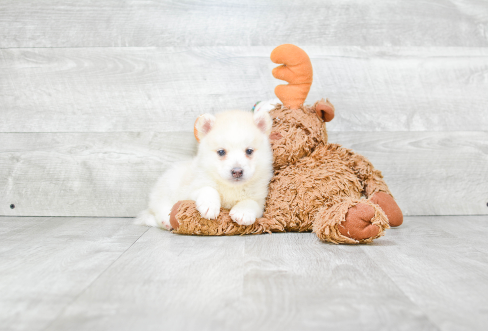 Best Pomsky Baby