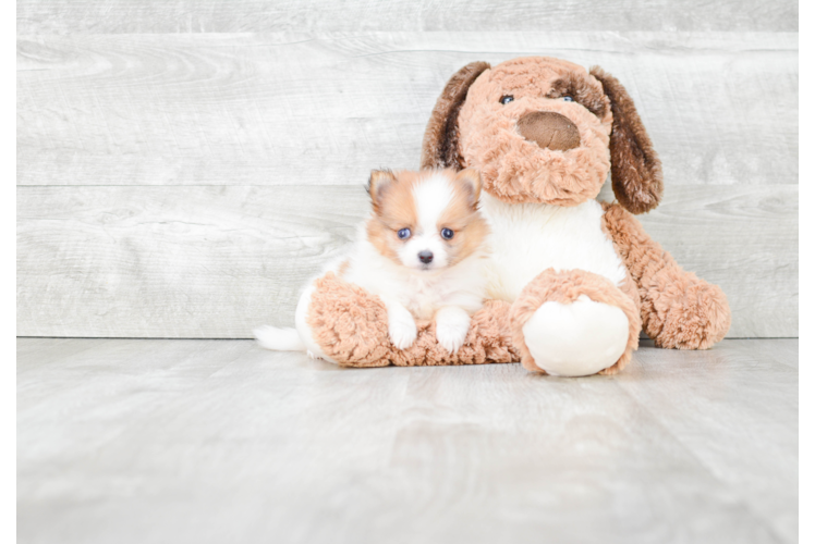 Pomeranian Pup Being Cute