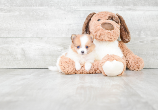 Pomeranian Pup Being Cute